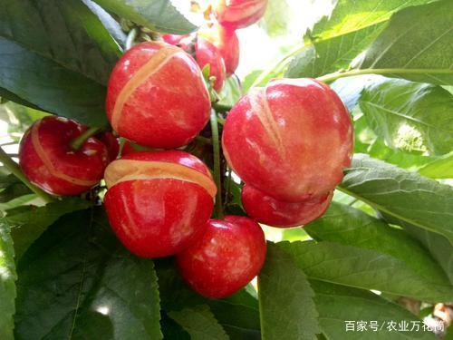 大棚种植樱桃如何规避裂果烂果,勤观察细管理一招可以解决
